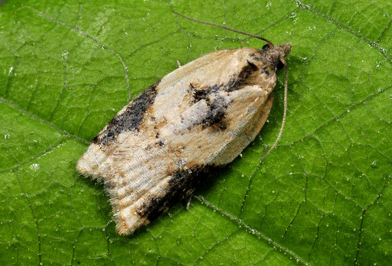 Acleris laterana - Tortricidae ?